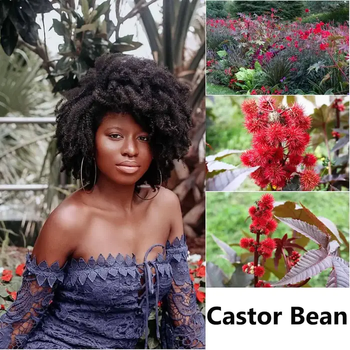 Huile pour cheveux crépus d'inspiration ouest-africaine de 110 ml avec romarin et ricin