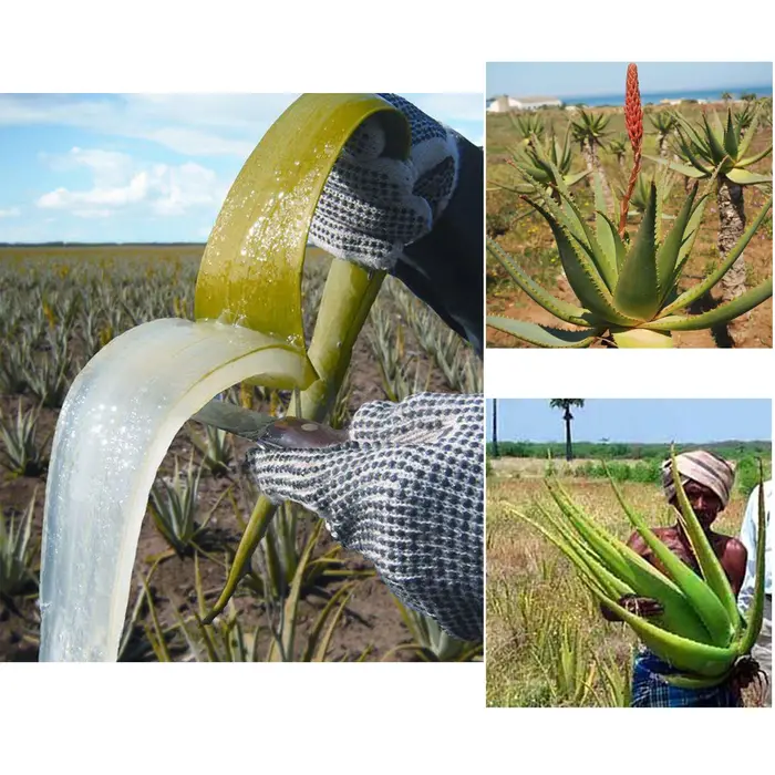 Une touche pour magnifique huile chaude de romarin et de trèfle africain de 110 ml accélère le cuir chevelu pour livrer plus de nutriments aux follicules pileux