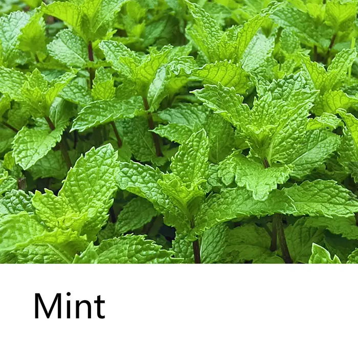Barre de savon shampoing frais à la menthe